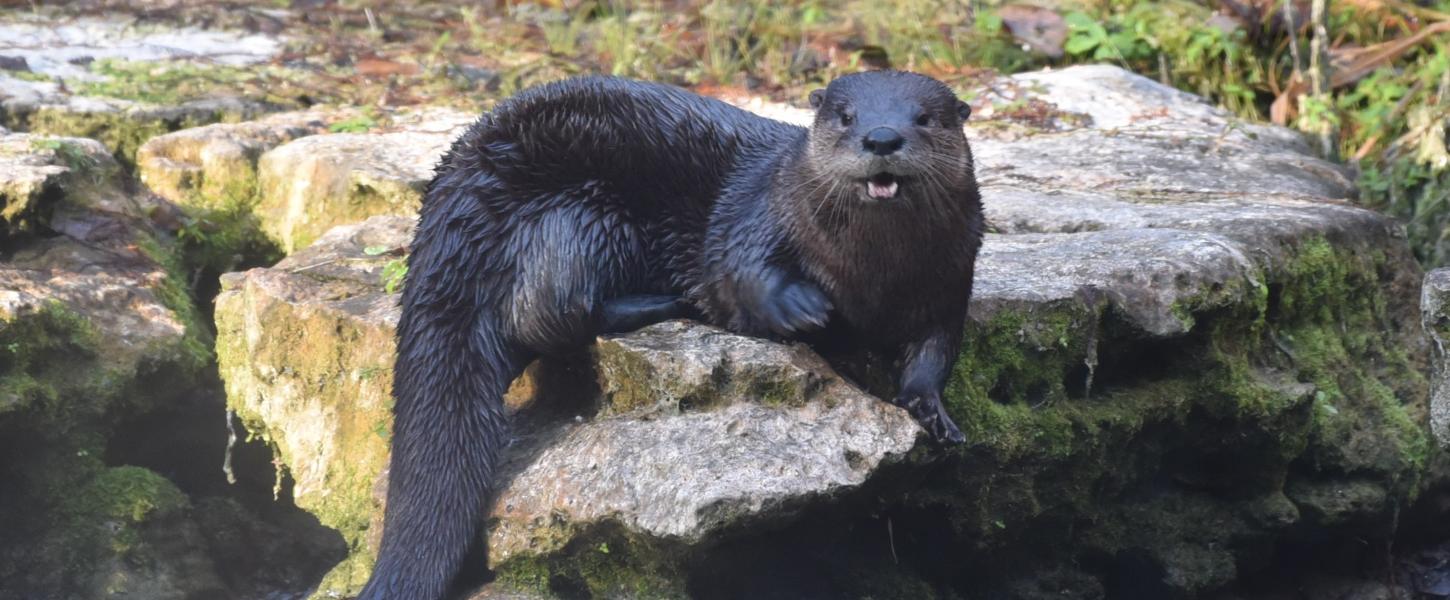 Otters at Ichetucknee Springs Florida State Parks